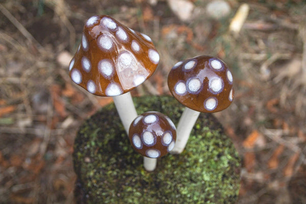 Shroomyz – Natural Collection – Toasty Mallow | JJ Potts – JJ