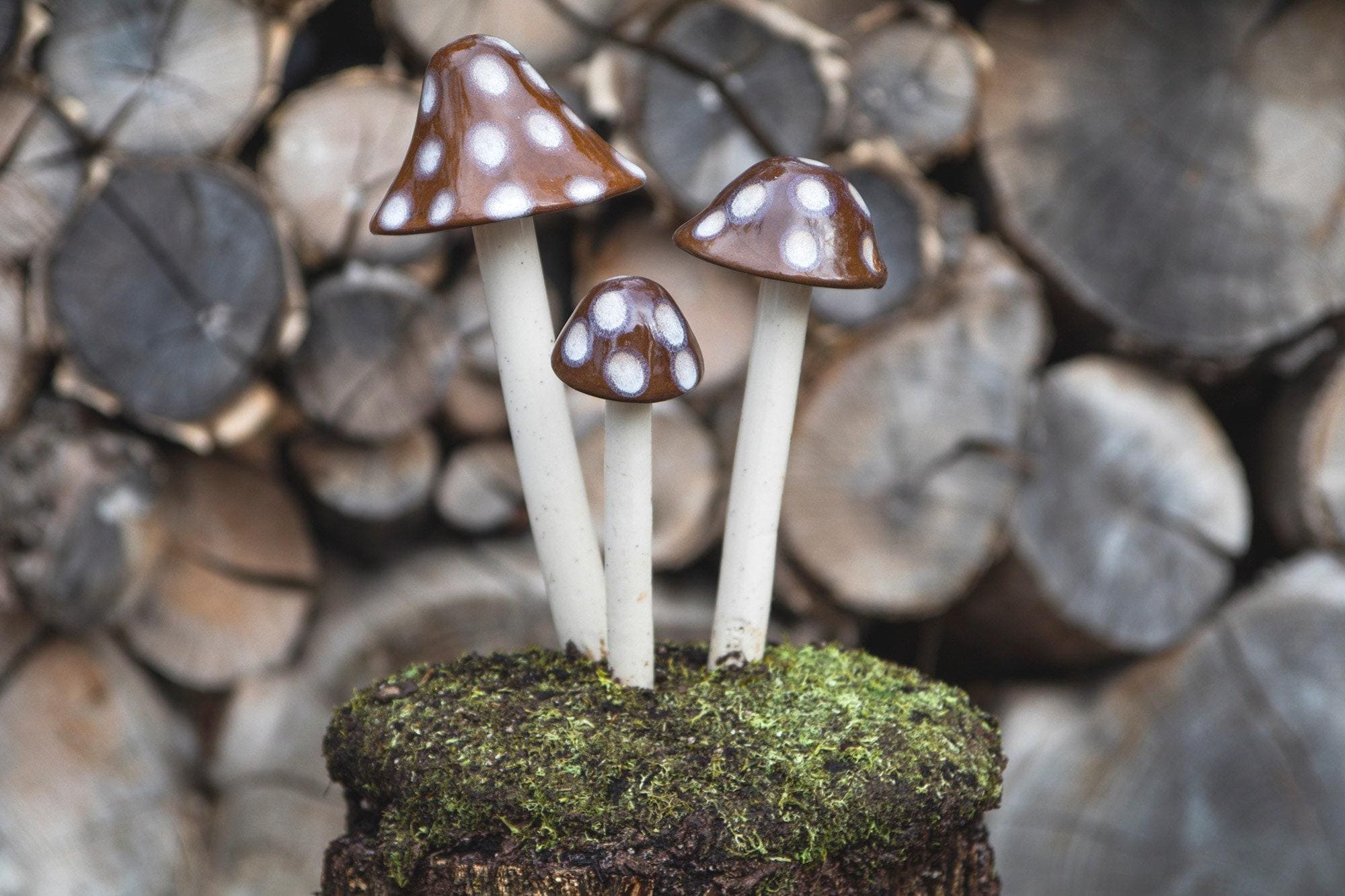 Shroomyz – Natural Collection – Toasty Mallow - Image 3 of 8 | Garden Decor